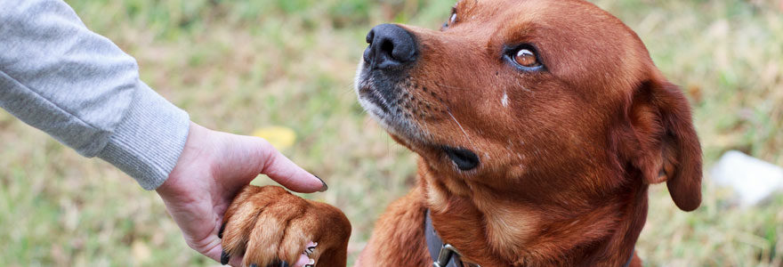 assurance pour un chien