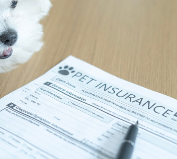 Assurance chien