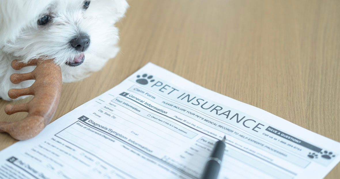 Assurance chien
